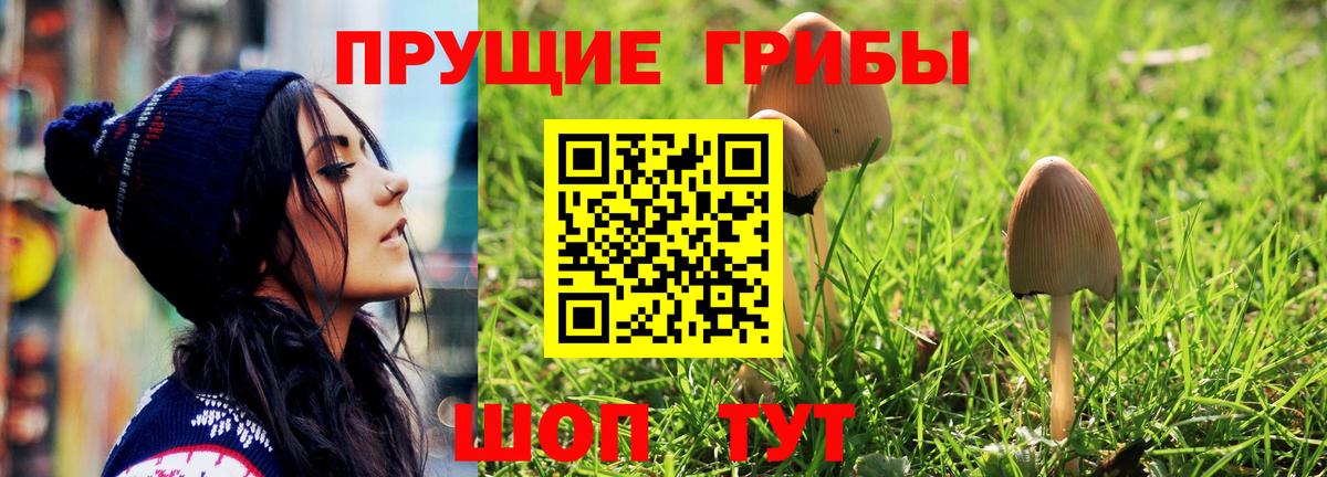 Псилоцибиновые грибы Psilocybe Ипатово